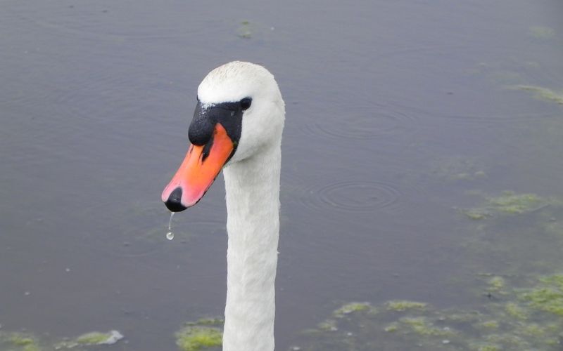 Le cygne pris sur le vif