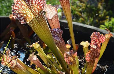 Euphorbia, sarracenia et compagnie.