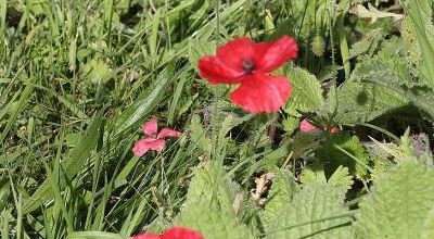 Coquelicots en folie