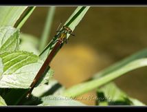 Calopteryx virgo femelle...