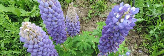 des lupins en fleurs