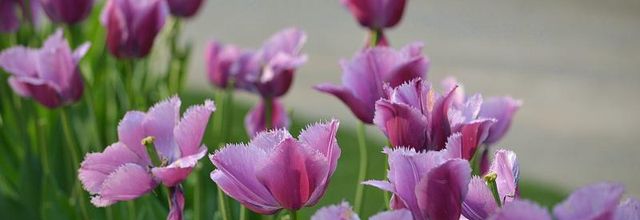 Plus de 200 variétés de tulipes au Parc Floral de Paris - Mai 2014