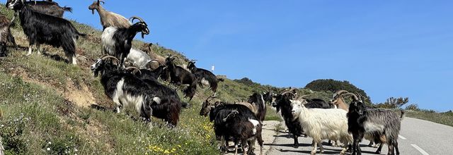 Rencontre sur la route de la plage d'Arone - Piana