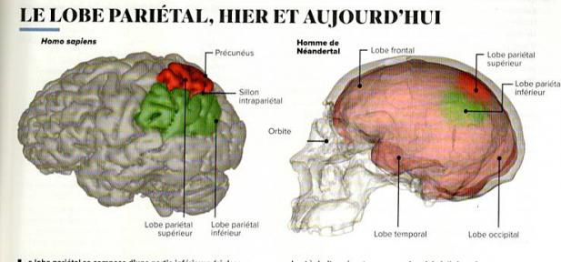 L'évolution du cerveau de l'homme.