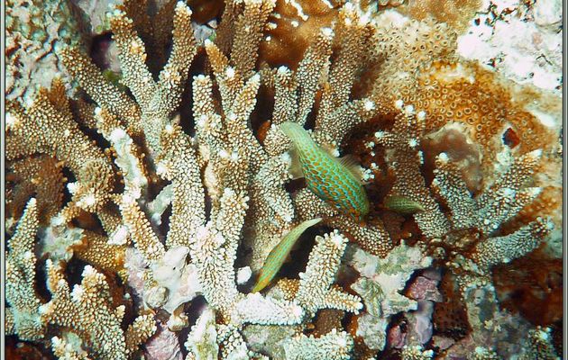 Poisson lime à taches orange ou Poisson lime à long nez (Oxymonacanthus longirostris) - Anse Takamaka - Mahé - Seychelles