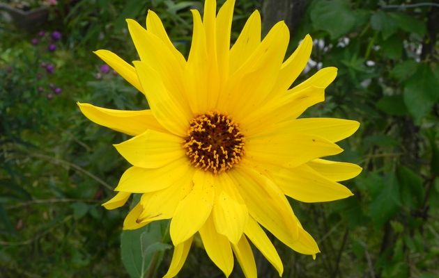 une fleur d'Héliante 