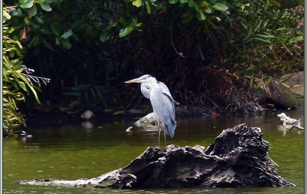 Héron cendré (Ardea cinerea) à l'affût dans la mangrove - Mahé - Seychelles