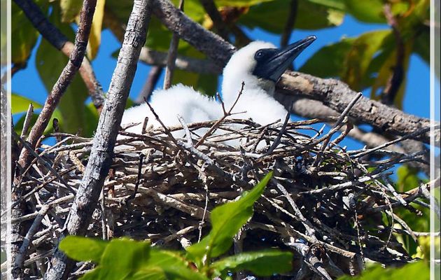 Poussin de Fou à pieds rouges, Red-footed Booby (Sula sula) - Ile aux oiseaux -  Vers la passe sud Tumakohua (Tetamanu) - Atoll de Fakarava - Tuamotu - Polynésie française
