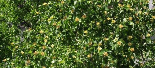 Confinement, tulipier et... incertitude...