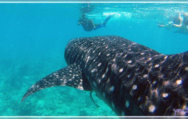 Ma cinquième rencontre avec un Requin-baleine - Sud de l'atoll d'Ari - Maldives