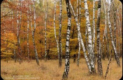 Rambouillet : L'automne : Citations 