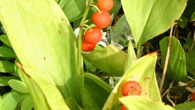 Attention au muguet, c'est dangereux !