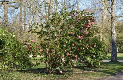 Rambouillet : Dès que le printemps revient (2)