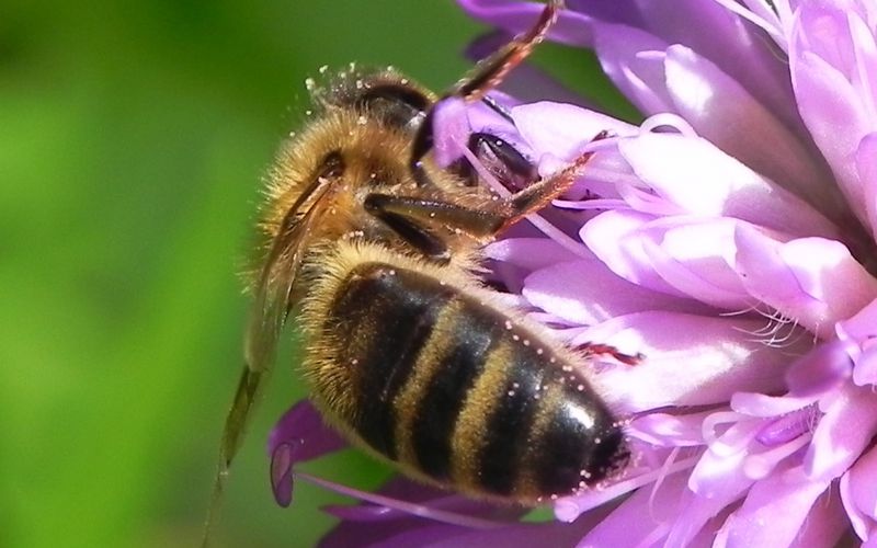 mes photos macro ! l'abeille