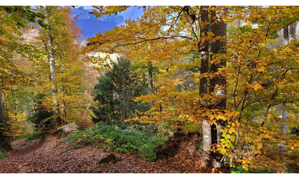la douceur infinie de l'automne