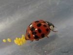 Les animaux se reproduisent