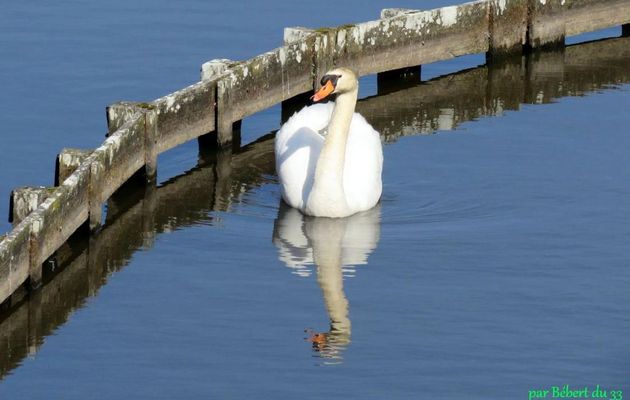 Cygne et reflets d'eau