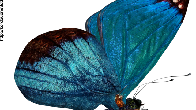 Tube de papillon bleu (image-render)