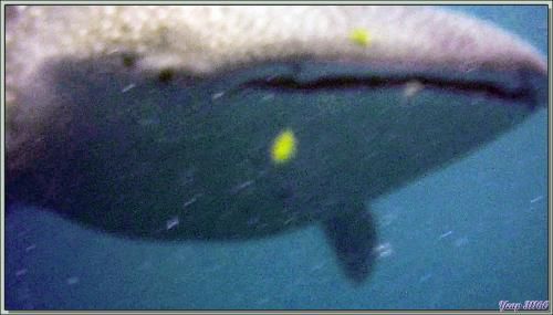 Requin baleine, Whale shark, Basking shark (Rhincodon typus), Poisson-pilote (Naucrates ductor), Carangue royale jaune (Gnathanodon speciosus) - Beangovo - Tsarabanjina - Mitsio - Madagascar