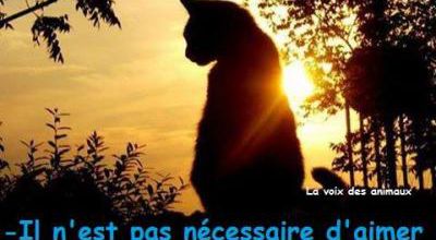 Chat étoile