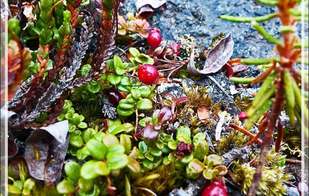 Airelle rouge, Mountain cranberry (Vaccinium vitis-idaea) - Edinburgh Island - Nunavut - Canada