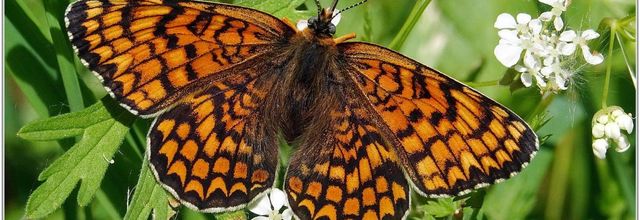 Mélitée des Centaurées (2) - Melitaea phoebe