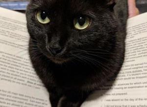 Portraits de chats noirs