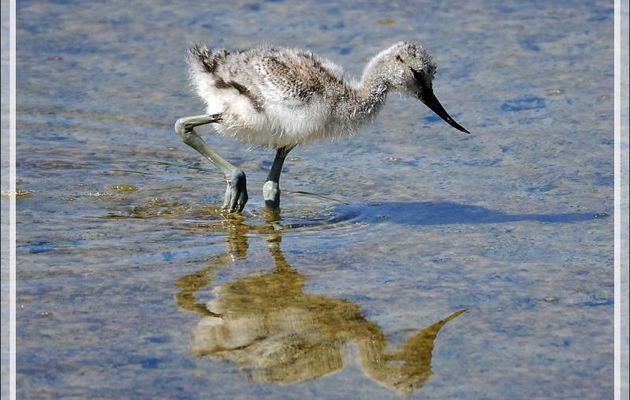 Un beau poussin d'Avocette élégante est surveillé par sa mère (qui est baguée) - Ars-en-Ré - Île de Ré - 17