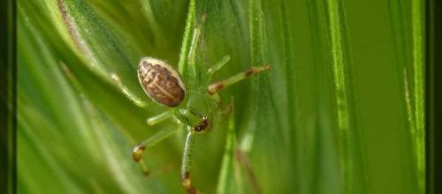 Diaea dorsata