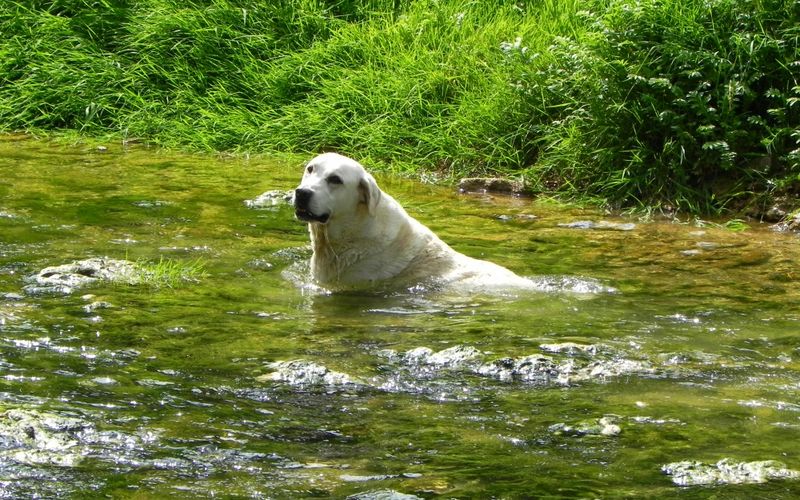 un chien heureux ...