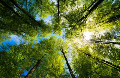 La nature, élan vital