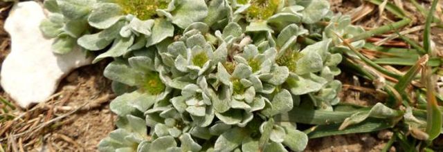 Filago pygmaea = Evax pygmaea  -  evax nain