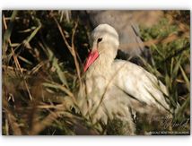 Cigognes blanches sédentaires