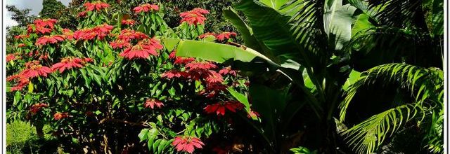 LES FLEURS DE MADAGASCAR 2014