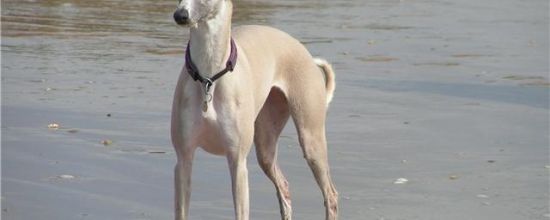 Dubaï découvre la plage
