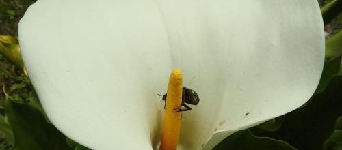 ... un arum squatté, pas à Rome...