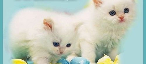 pas d'abandons .