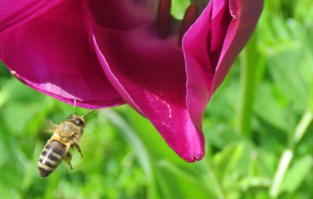 une abeille sur une tulipe ...