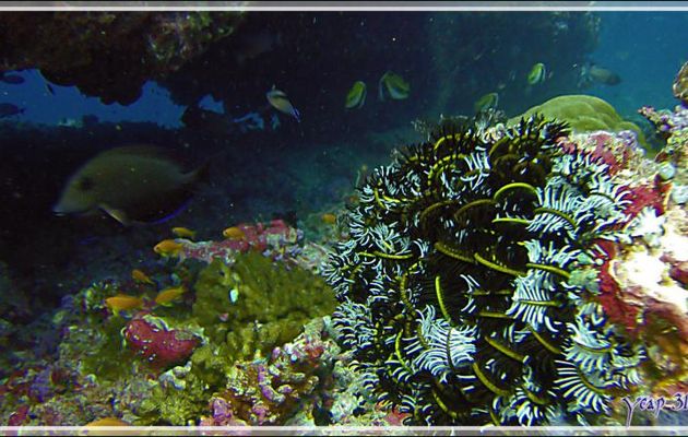 Comatule de Schlegel blanche, jaune et noire (Comaster schlegelii)  - Thudufushi Thila - Atoll d'Ari - Maldives