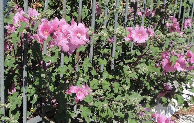 une jolie fleur en proxy-photo