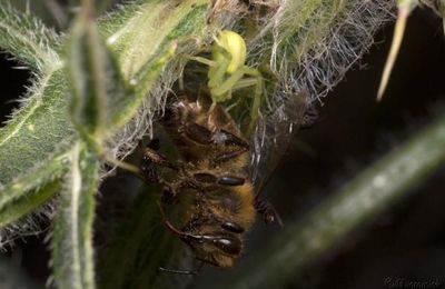 Thomise variable (Misumena vatia)