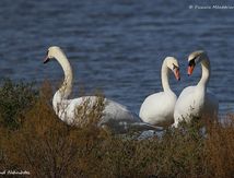 Cygnes tuberculés