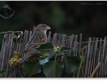 Passer domesticus - Moineaux domestiques - Passériformes