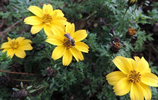des fleurs et une bébête 