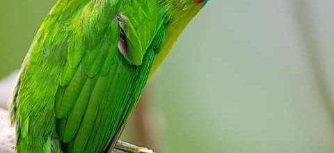OISEAUX 35