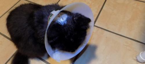Poussy est de retour