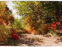 Un si bel automne !
