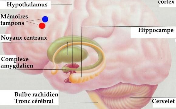 L'action du cannabis et de son principe actif, le THC, sur le cerveau.