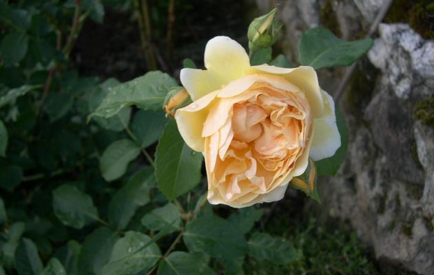 DU JAUNE POUR REMPLACER LE SOLEIL