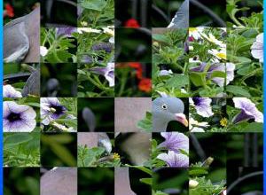 WEG Dove puzzle